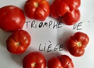 Afbeelding oogstperiode TOMAAT, Triomphe de Liège